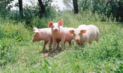 Pork labels fail to represent the true sustainabilty of the products, or their impact on animal welfare. Image: Getty