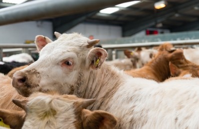 Tightening supplies of beef on the global market presents increased export opportunities for Welsh producers