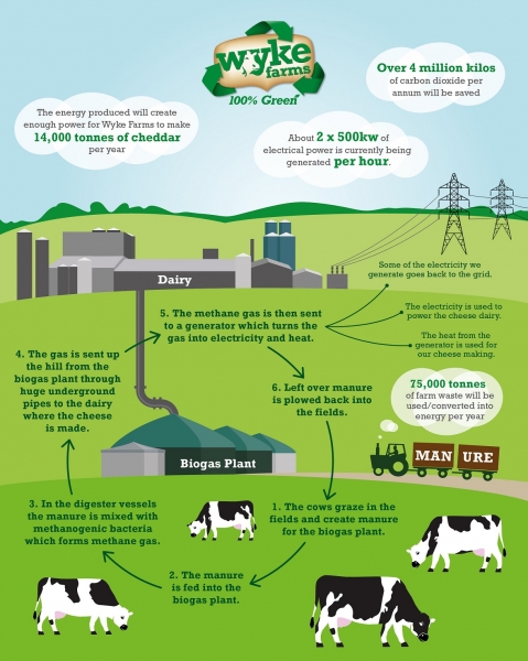 wyke farms infographic
