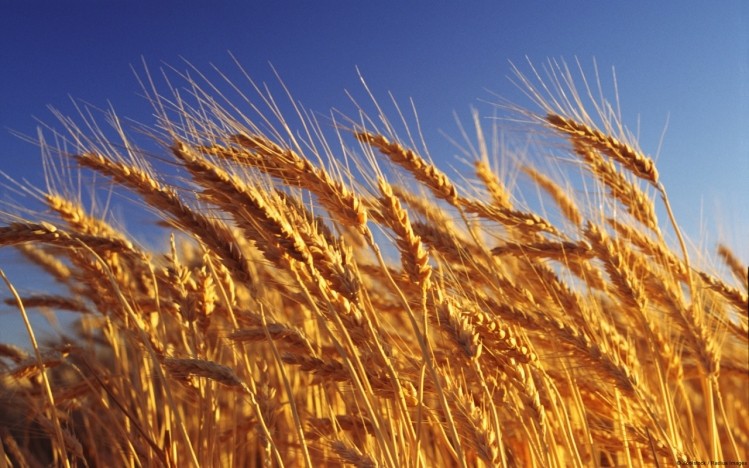 The USDA forecasts world wheat harvests will increase by 7.5Mt this year