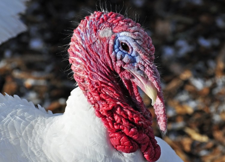 It was too early to judge the threat to Christmas turkey supplies, said the NFU but it remained 'business as usual'