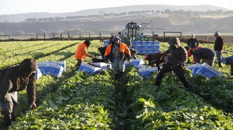 The shortage of seasonal workers threatens the £3bn horticultural industry, warns the NFU