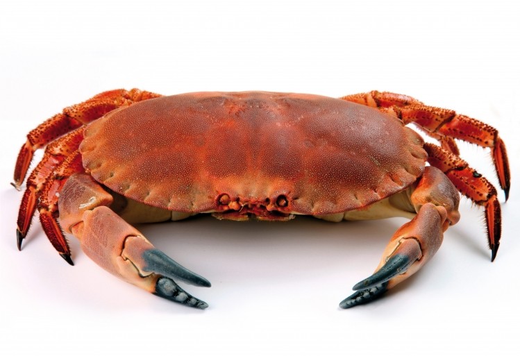 More than 1,500 crabs are processed at the site each day
