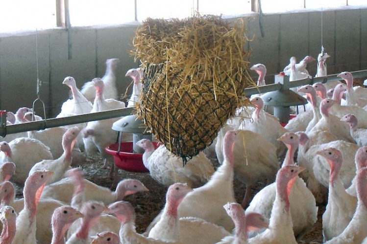 Ranjit Singh's acquisition of Grove Farms turkey business was understood to be a private deal