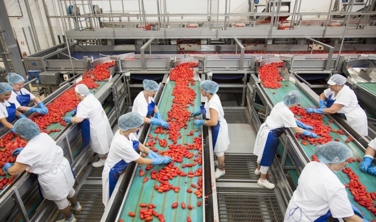 All the tomatoes Princes processed from Italian suppliers in 2018 came from ethically accredited farms