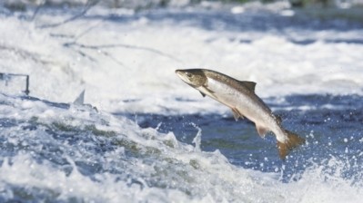 Technology to extract protein from salmon waste has taken a leap forward