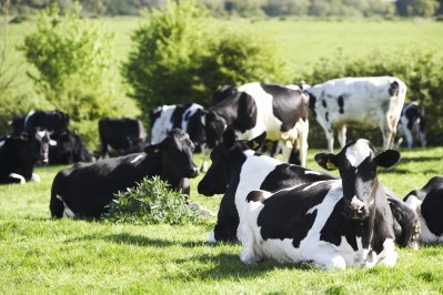 Dairy Crest sources milk from dairy herds across the UK