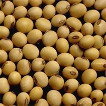 More non-GM soya lecithin comes to Europe from Asia