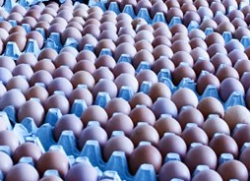 Ready Egg Products supplies liquid egg products