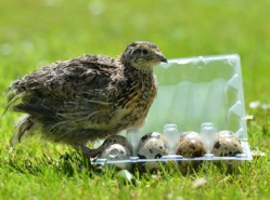 What came first the quail or the egg? In this case, it was the egg
