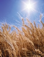 Genetic modification can help us feed the world with wheat