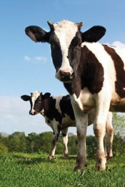 Dairy UK calls for unpasteurised milk retail sales ban