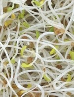 Sprouted seeds could pose an unacceptable risk to human health unless effective control measures are used