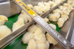 Brits call for an end to male chick culling in the egg processing industry. Image: Getty, chayakorn lotongkum