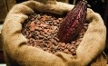 Cocoa flavanols help maintain brain health in older people