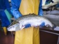 Brexit has cost the UK up to £100m in lost salmon sales. Image: Getty, Monty Rakusen