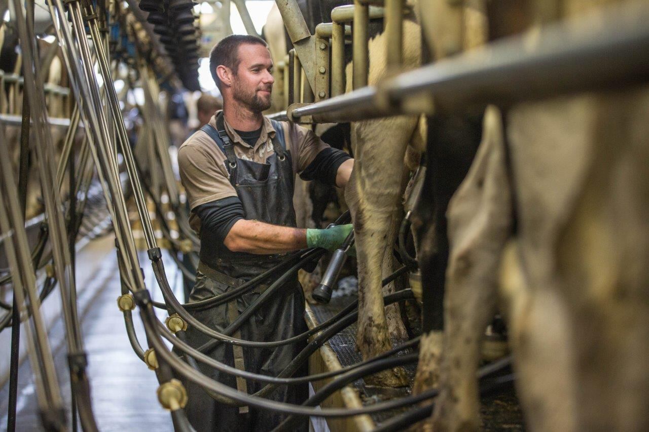 Dairy-farm.jpg