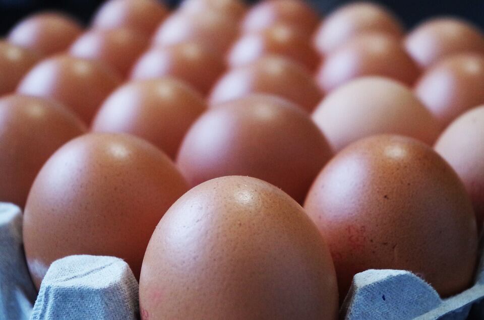 MPs to probe ‘worst ever’ bird flu endemic