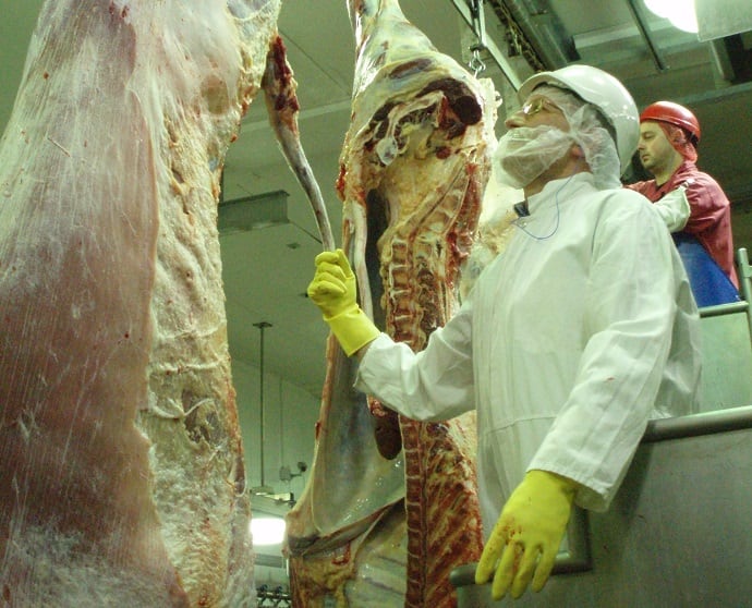 'Chronic' vet shortage threatens meat and dairy exports
