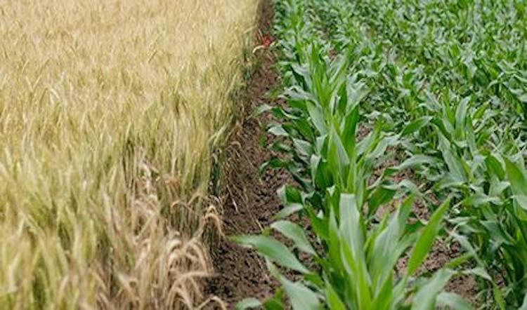 Call to back British fresh produce in Agriculture Bill debate