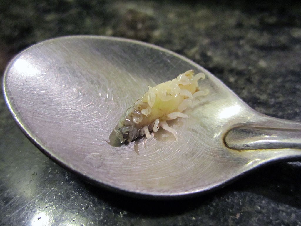 Cymothoa_exigua_-capovolta.jpg