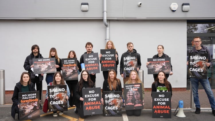 Farmfoods faces protests over caged hen egg sales