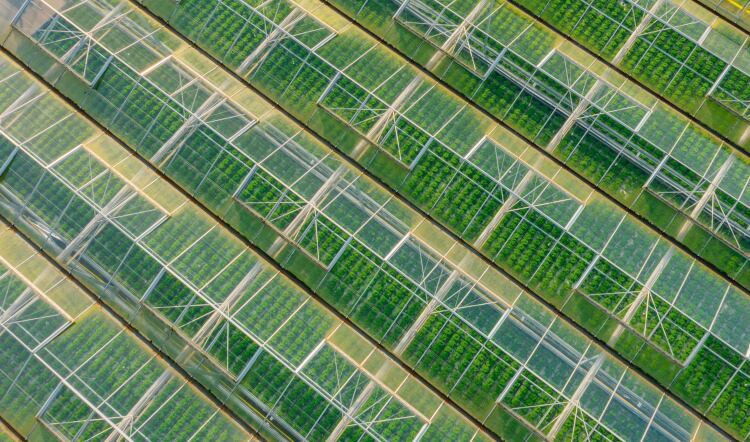 State of UK Horticulture threatens the country’s food security