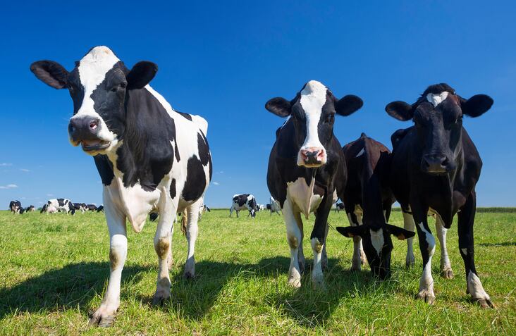 Livestock traceability scheme update welcomed