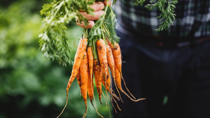 carrots-Credit-alvarez-GettyImages-1251268131-optimized.jpg