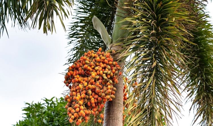 palm-fruit.jpg