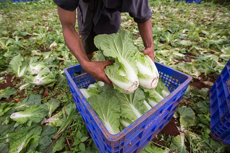 New-migrant-worker-pilot-scheme-unveiled.jpg