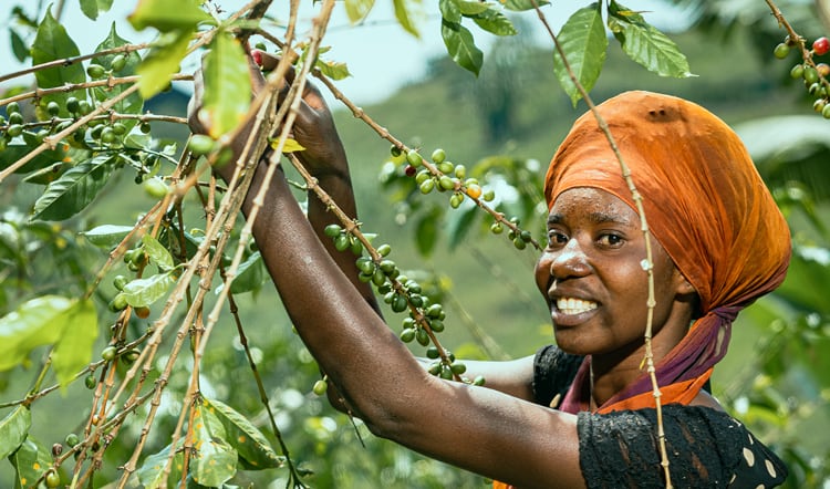 Woman picking coffee beans