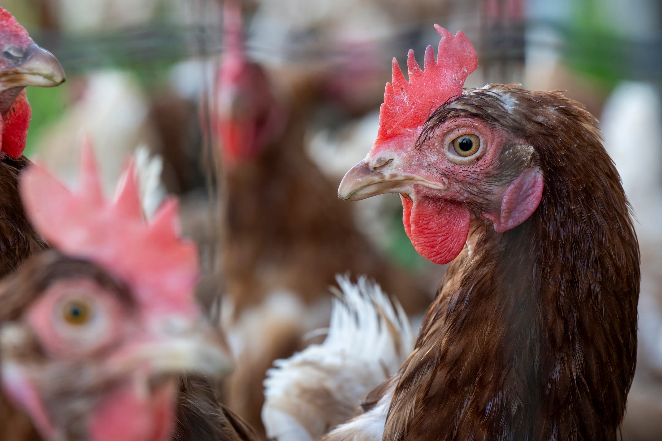 Close-up of a brown hen with a red comb and wattle, focusing on its face with other hens in the background