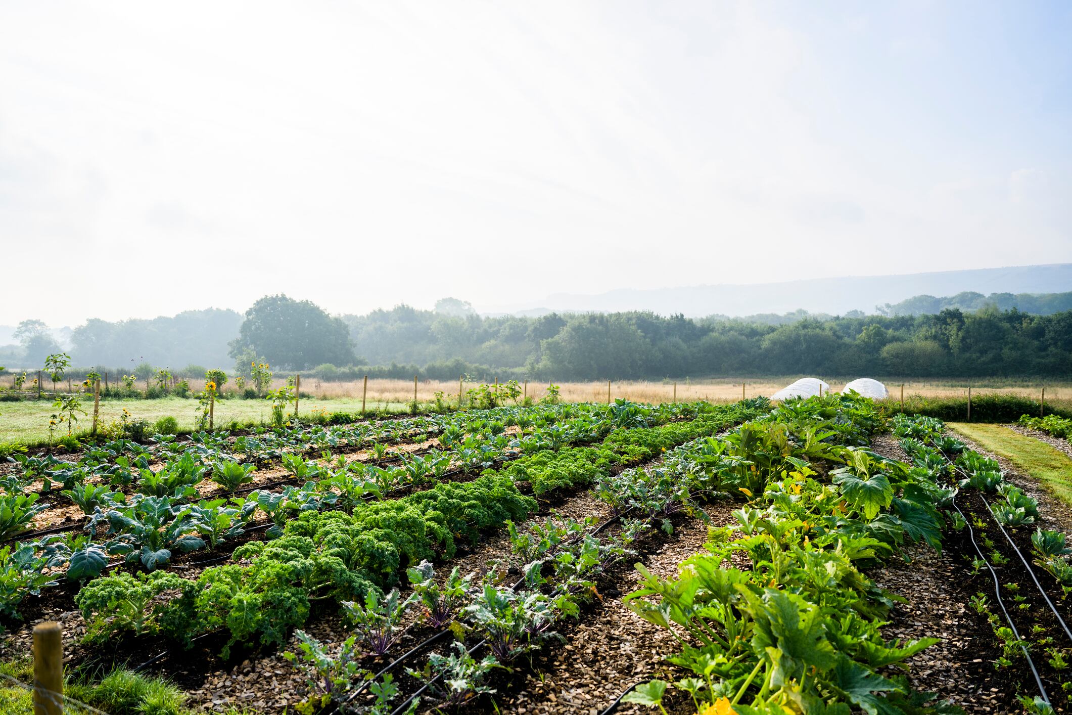 Organic farm