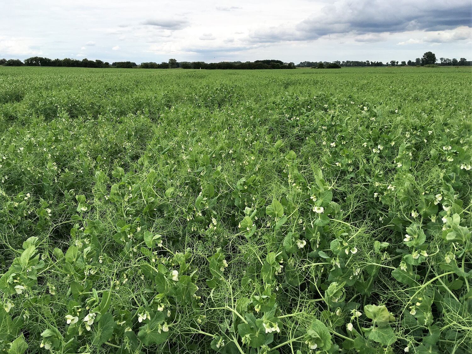 New £1m pea protein project to reduce UK’s reliance on soya imports