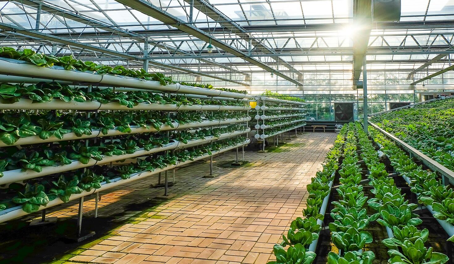 FSA posts report on global GMO and novel foods regulation