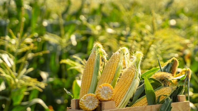 Maize among crops ‘well adapted’ to climate change, researchers find