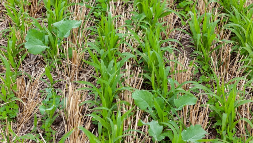 AHDB leads UK cover crop research project