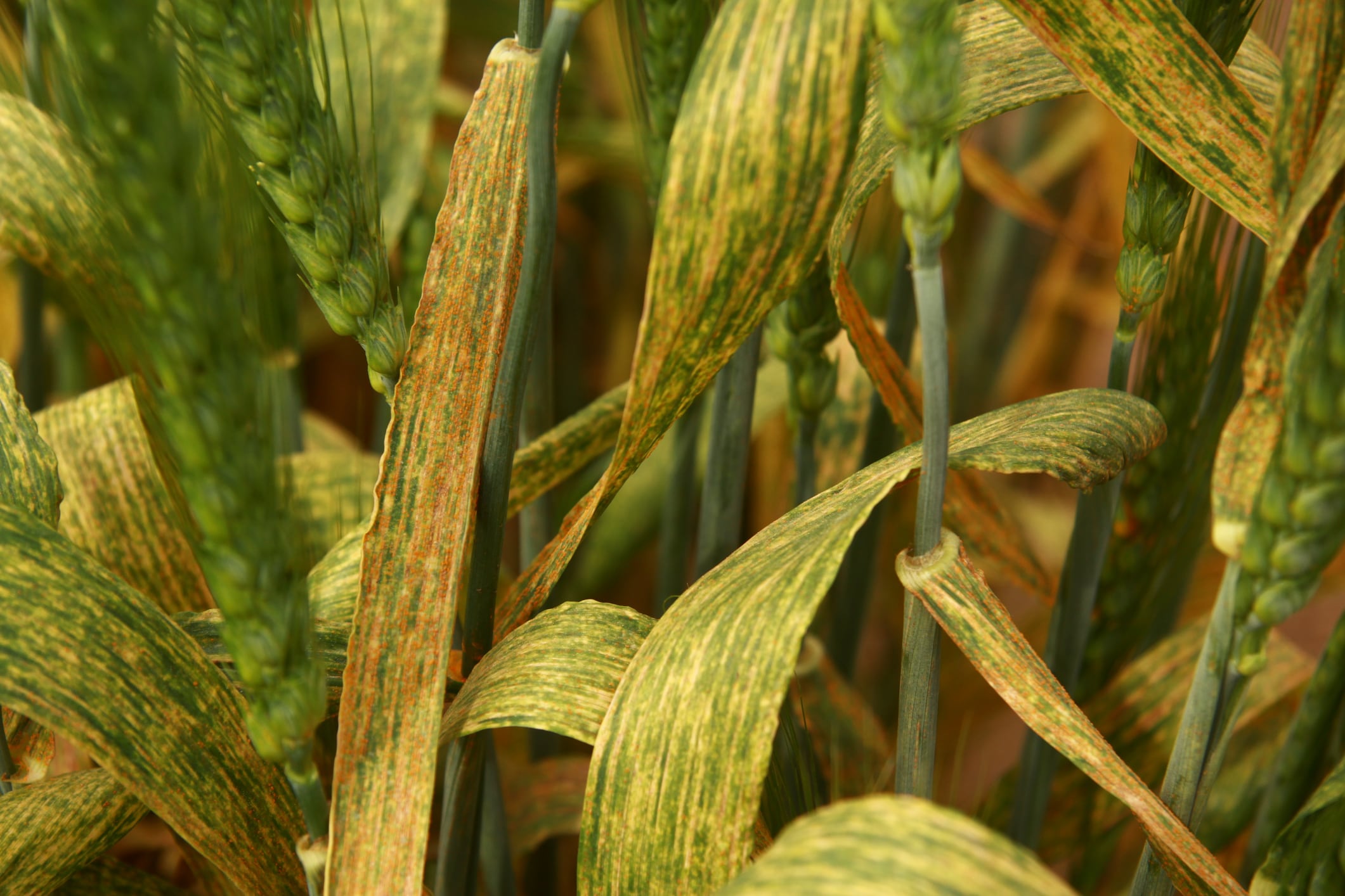 Yellow rust on crop