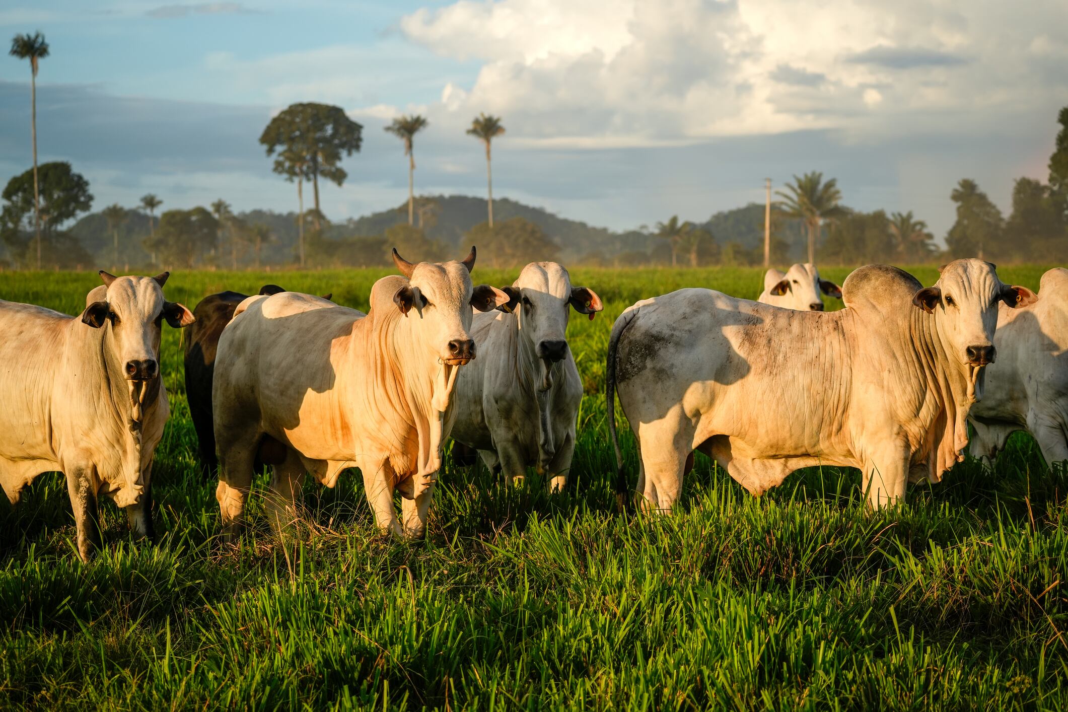 Brazilian cows in pasture.