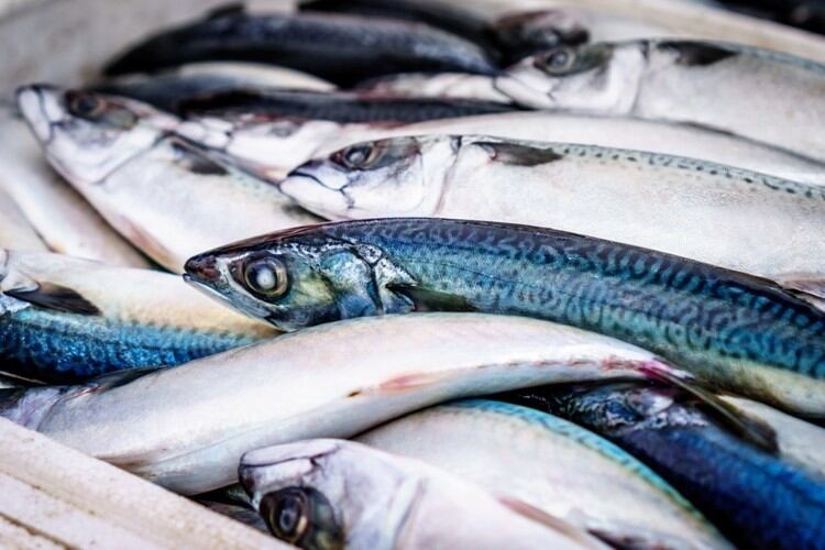 Sykes Seafood and Dutch Seafood Company in shrimp deal