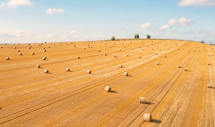 New scheme to ensure food production remains primary purpose of farming 
