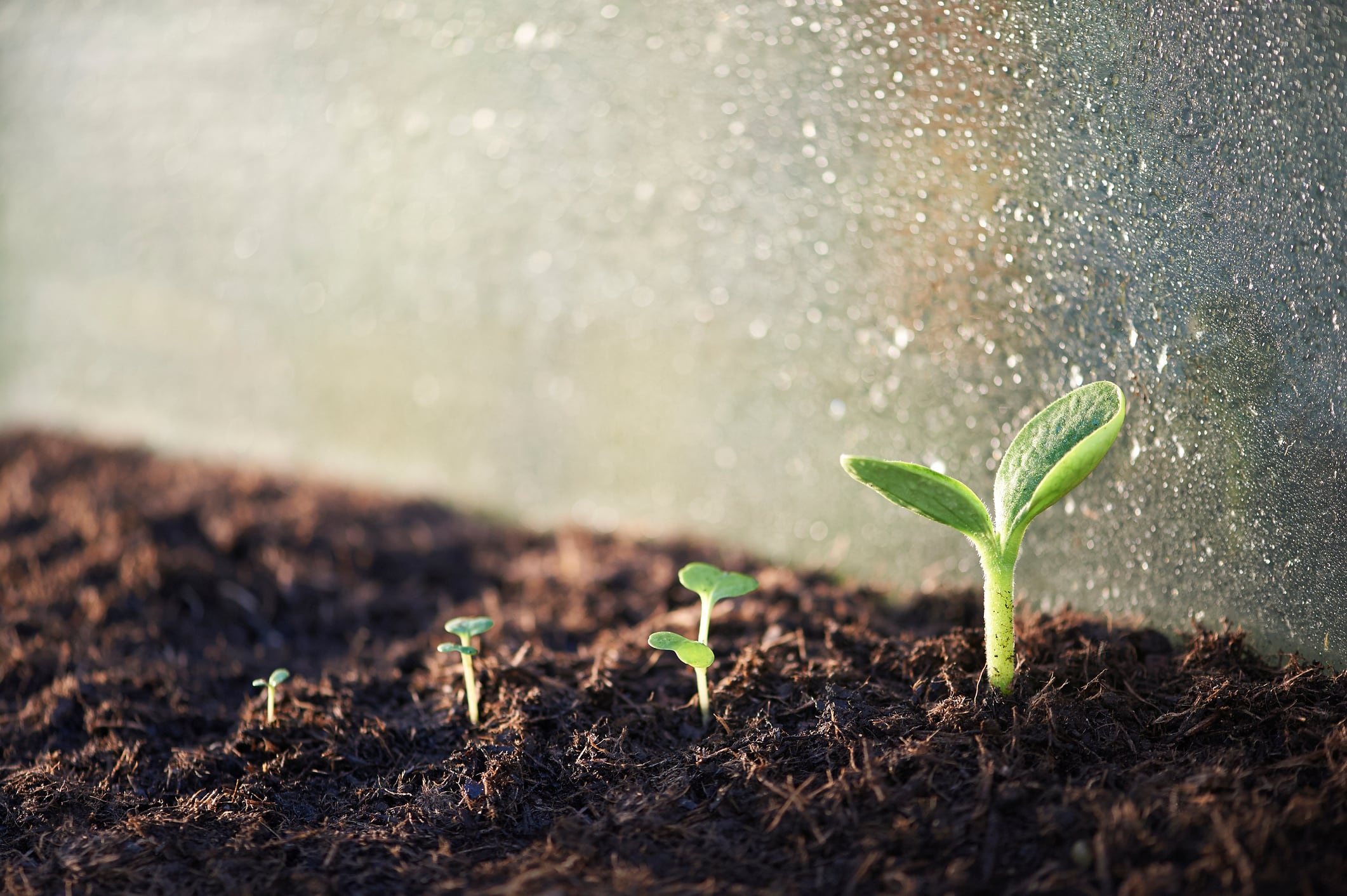 Health food recalls seed product found to contain e. coli 