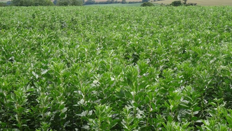Defra-funded-pulse-research-project-launched.jpg