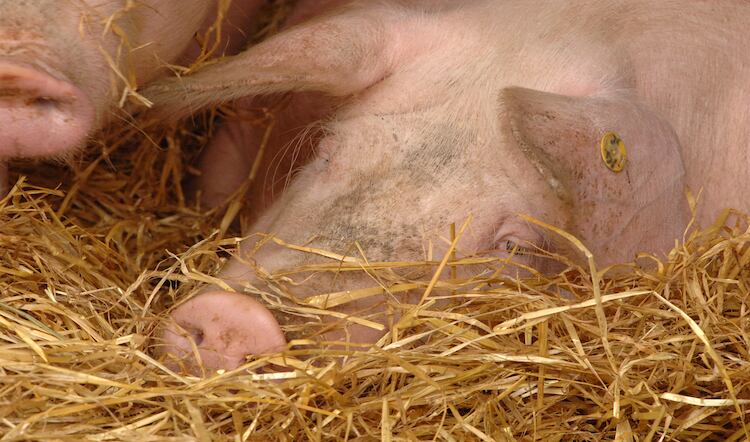 Warning to processors and retailers and over pig prices