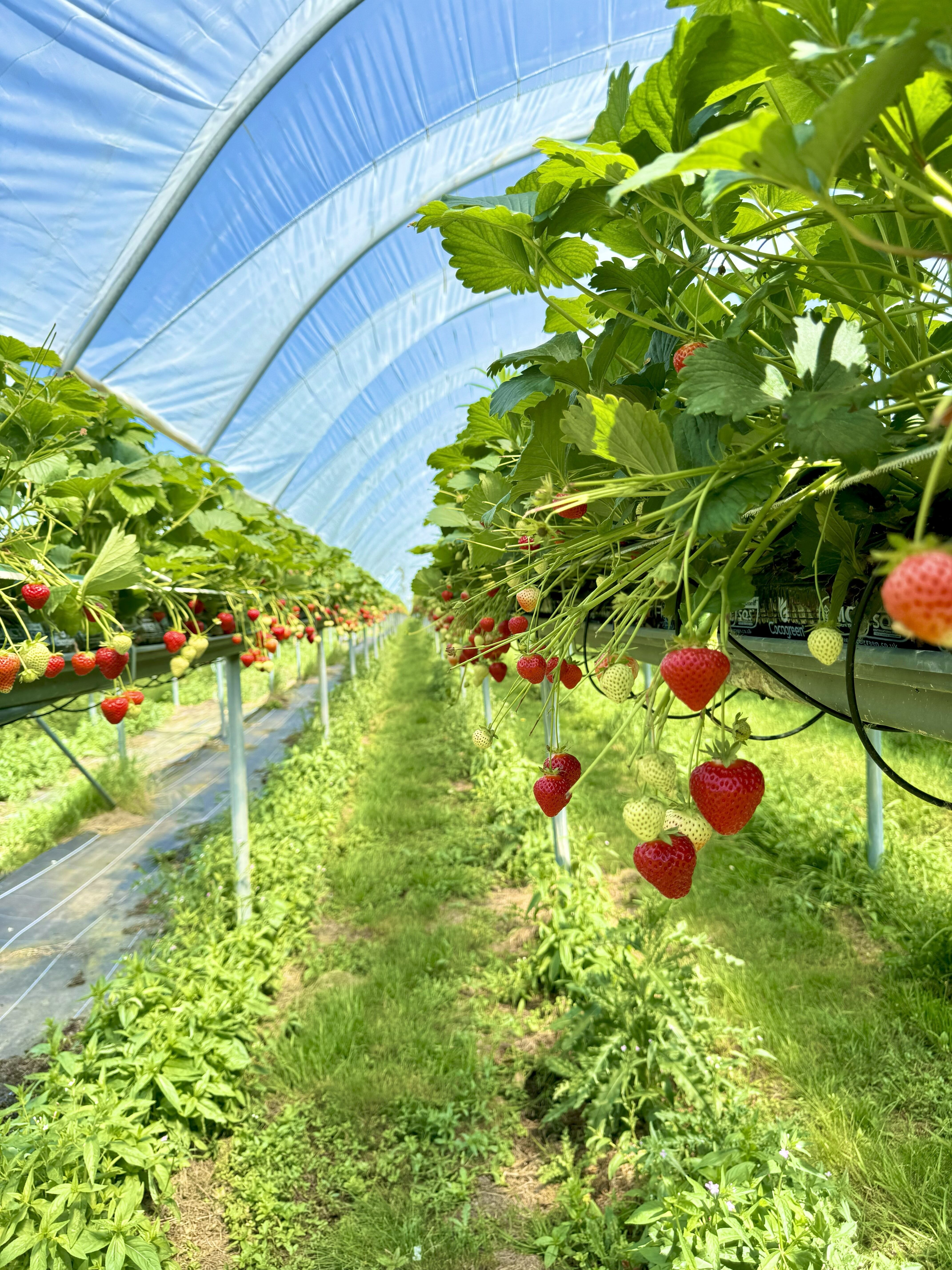 Strawberry plants