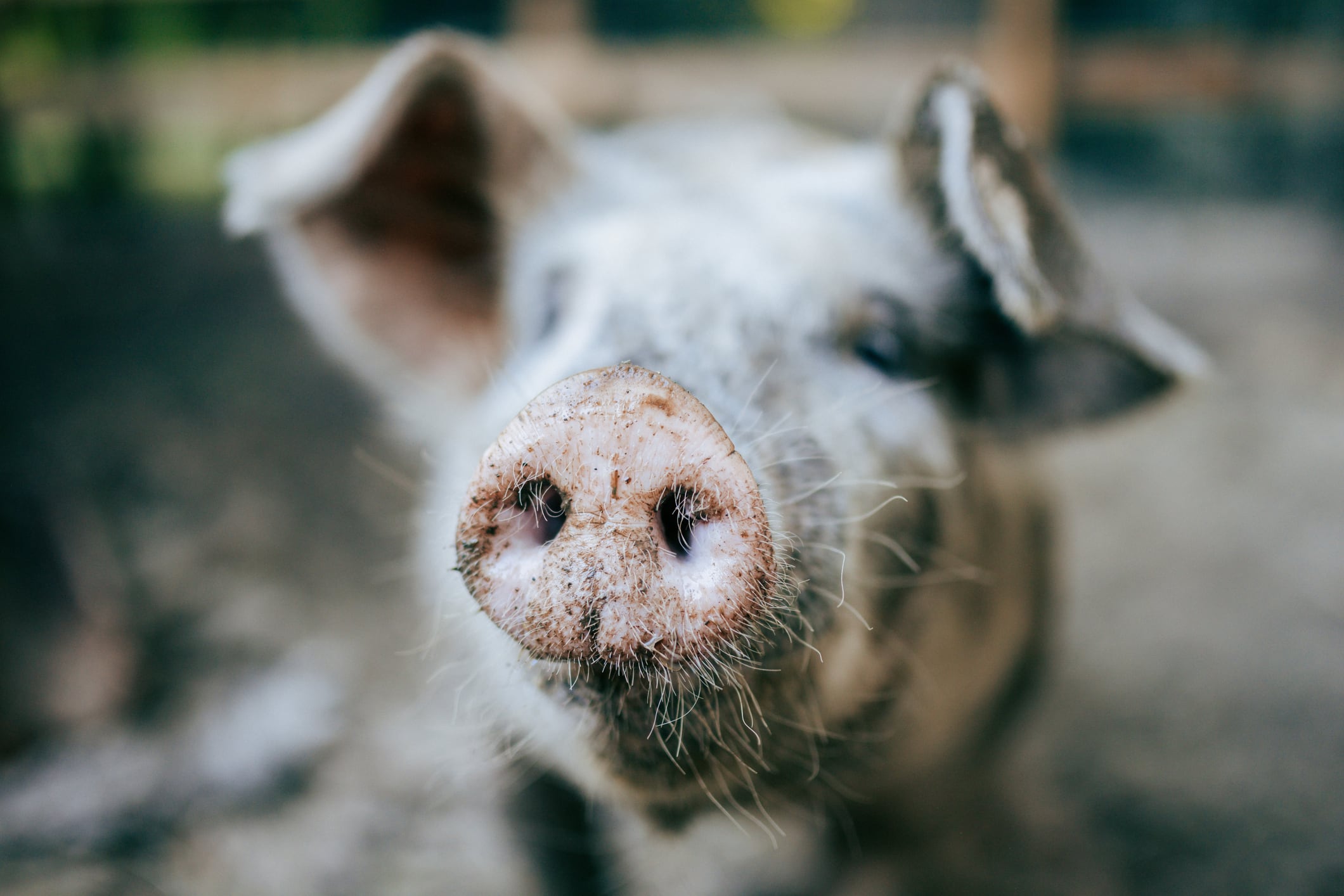 Dutch pig slaughter falls by 780K in five years 