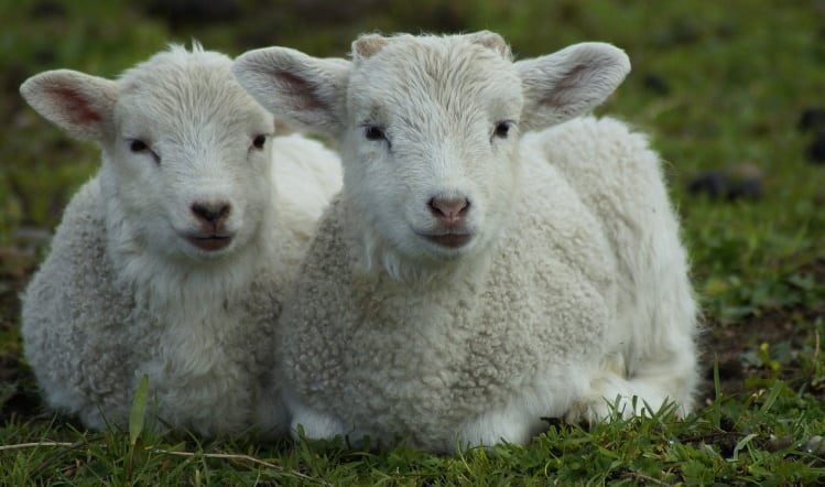 Waitrose to source 100% British lamb