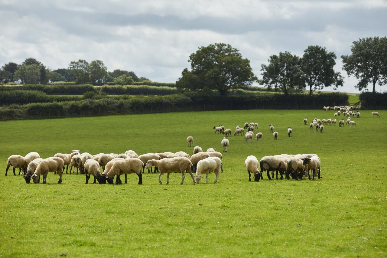 Pilgrim’s UK launches premium lamb business 