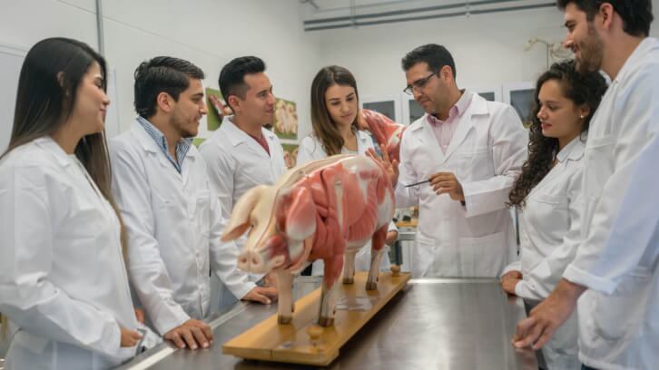 Solving the UK vet shortage